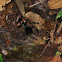 Orange Kneed Tarantula