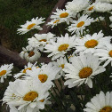 Daisy