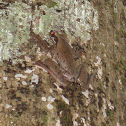 Common bromeliad treefrog