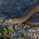 slowworm, licranço