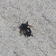 Southern Carpenter Bee