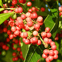red pepper