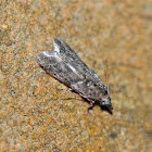 Moth