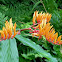 unidentified plant