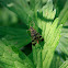 Common scorpionfly