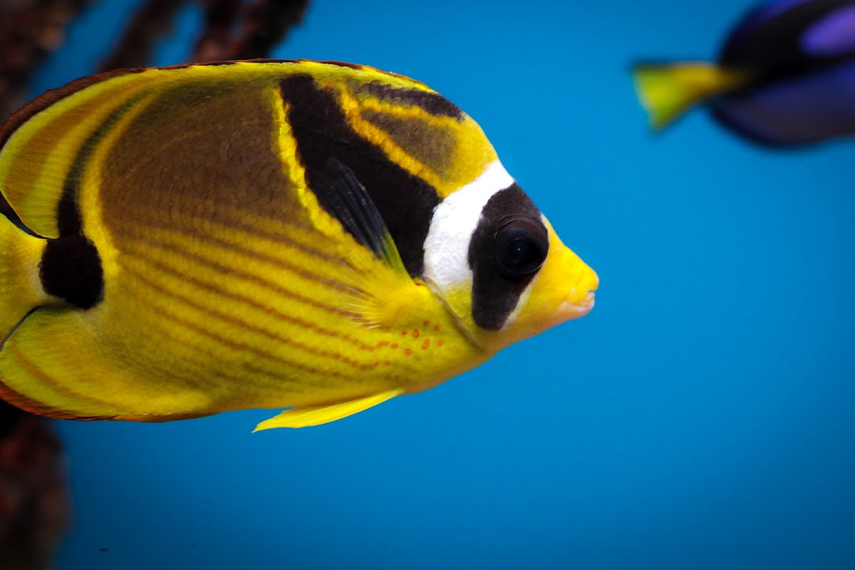 Raccoon butterflyfish