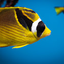 Raccoon butterflyfish
