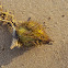 sea plant