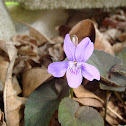 Violet