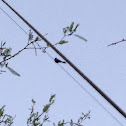 Phainopepla