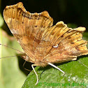 Comma Butterfly