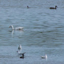 Domestic duck