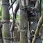 Bamboo