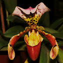 Orquídea terrestre
