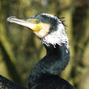 Great cormorant