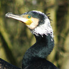Great cormorant