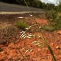 Indian rice grass