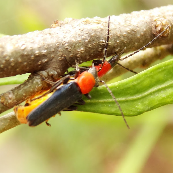 Tricolor Soldier Beetle Project Noah