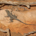 Tawny Dragon