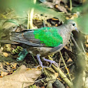 Common Emerald Dove