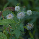 Common Buttonbush