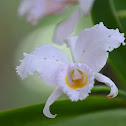 Orchid