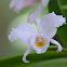 Orchid