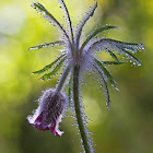 Small Pasque Flower