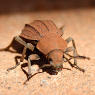 Darkling beetle