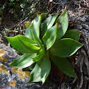 Agave
