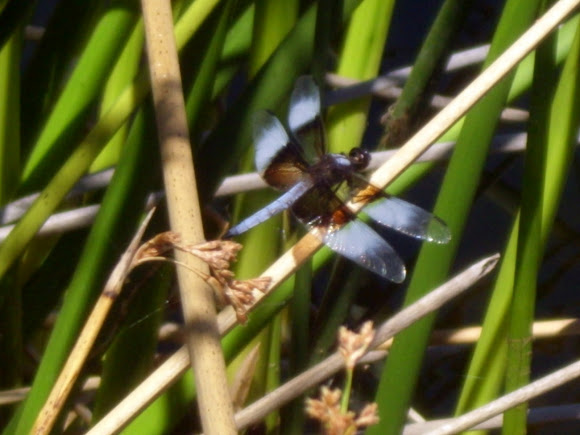 Spotting Image 1