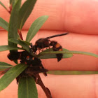 Scoliid wasps