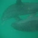 Bottlenose dolphin