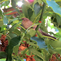 Bushtit (Female)