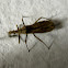 Assassin bug