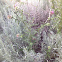 Musk/Nodding Plumeless Thistle