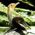 Socotra Cormorant