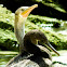 Socotra Cormorant