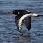Oystercatcher