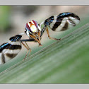 Fruit Fly~
