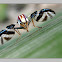Fruit Fly~