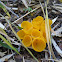 Yellow Goblet