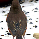 Eastern Towhee
