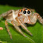 Jumping Spider