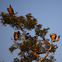 White-backed Vulture