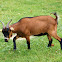 Domestic Goat
