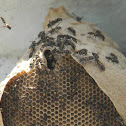 Avispa - Paper Wasp