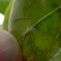 Lady bug Larvae