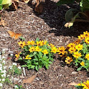 Gulf Fritillary