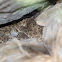 Prairie rattlesnake
